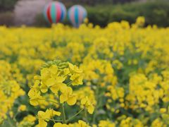 -苏州上方山国家森林公园