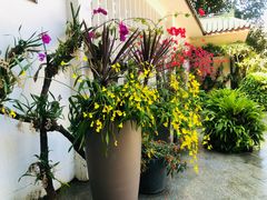 -深圳仙湖植物园
