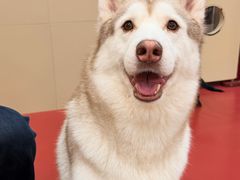 -和它·交个朋友·狗咖猫咖(爱琴海店)