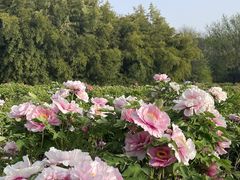 -洛阳市隋唐城遗址植物园