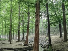 -白水寺森林公园