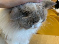 -有喵·猫咖·狗咖·30几只猫10只小狗(岗厦店)
