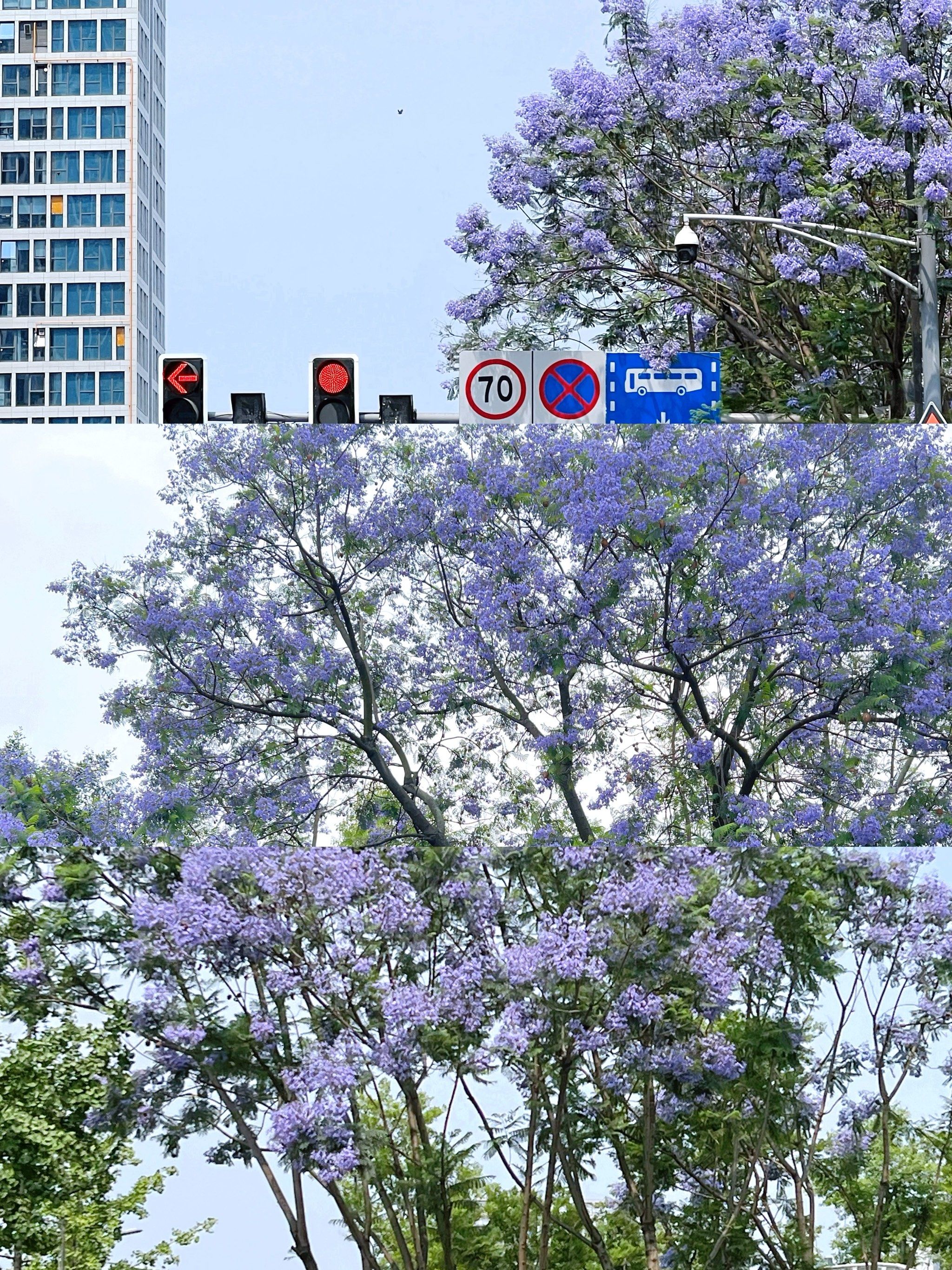 💙原来成都这么多蓝盈花