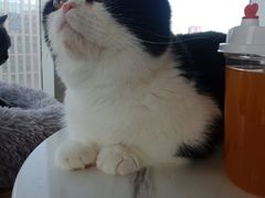 -Catmate·猫肥家润(金润铂宫店)