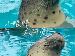 -海合安成都极地海洋公园