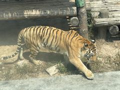 -西安秦岭野生动物园