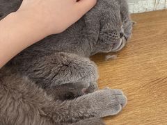 -平行世界·猫咖(首经贸店)