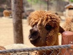 -大连森林动物园