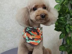 -乐琪宠物(青塔西路店)