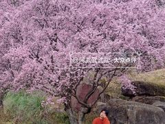 -秀丽东方