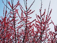 -苏州古运河游船(新市桥码头)
