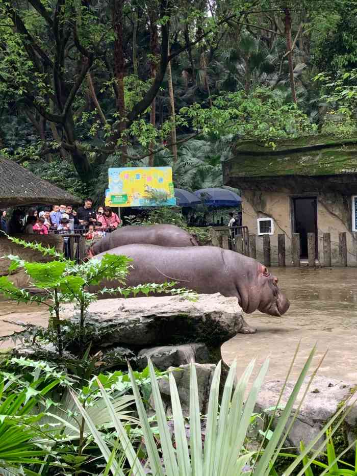 重庆动物园-"去的重庆动物园,里面的动物有很多,猴子,.