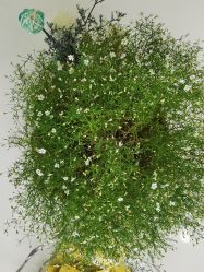 -痘博士烟台·全国连锁祛痘机构