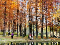 -上海共青森林公园