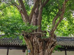-苏州文庙(姑苏区)