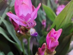 -昆明国际花卉拍卖交易中心