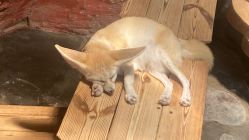 -Zoolung Zoolung动物主题公园(海信广场店)