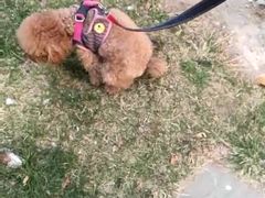 -波姐宠物家庭寄养