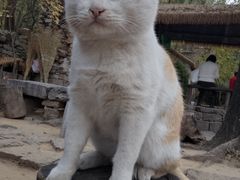-井塘古村