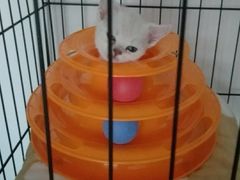 -安安宠医宠物医院·异宠·犬猫内科(岳阳分院)