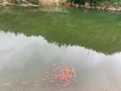 -芦茨金富饭庄·25年老字号·专做稻草鸡