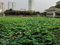 -荔湾湖公园