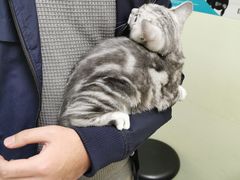-佳怡动物医院·平价24小时·猫专科骨外科