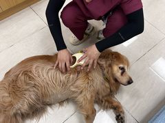 -美联众合动物医院·24h京西诊疗中心