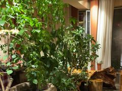 -慢丽江·云南野生菌土鸡锅(付家庄店)