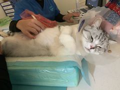 -初心动物医院