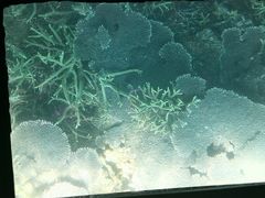 -东姑阿都拉曼海洋公园