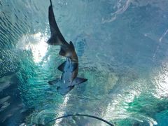-海合安武汉极地海洋公园