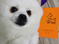 -奈斯宠物医院·核磁CT·异宠专科·内镜(中南店)
