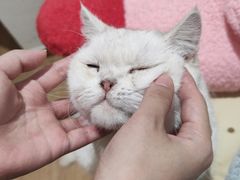 -1013 PET SHOP精品宠物商店(丁香店)