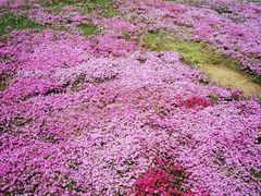 -棒棰岛宾馆景区