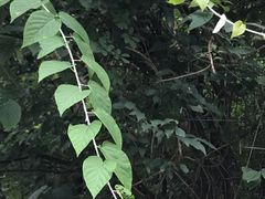 -夏霖九天银瀑风景区