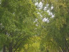 -三里屯东五街银杏大道