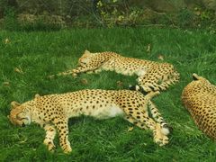 -北京野生动物园