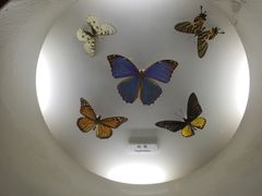 -上海昆虫博物馆