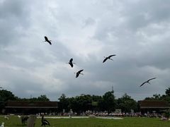 -广州长隆飞鸟乐园