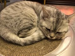 -房东的猫宠物生活馆