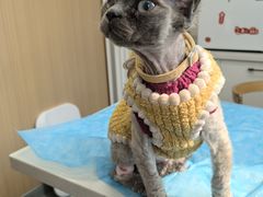 -瑞派·关忠动物医院·猫专科·犬专科(三环新城店)