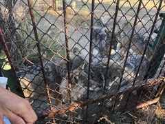 -新疆天山野生动物园