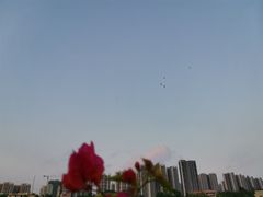 -大亚湾红树林城市湿地公园