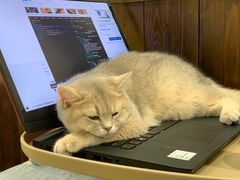-逗柴咖啡屋·狗咖猫咖宠物桌游