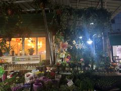 -曲阳花鸟市场(曲阳路店)