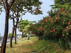 -深圳湾公园(南山区)