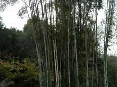 -红山村