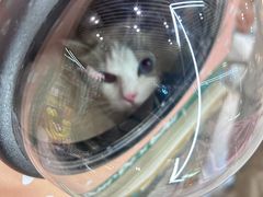 -momokira米努特·德文卷毛猫·棉花面纱犬