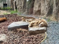 -北京野生动物园